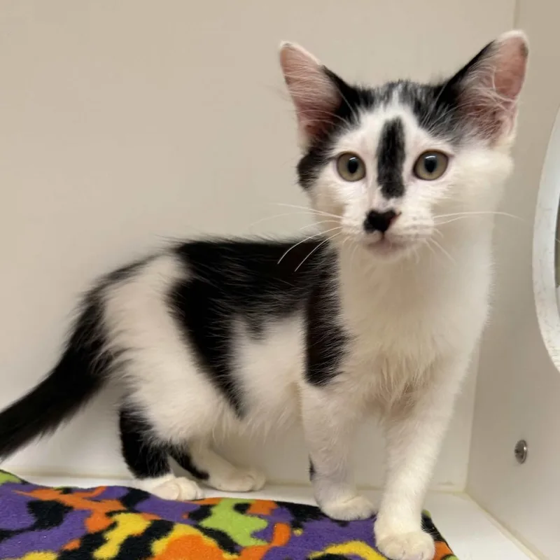 A baby small-sized female Black Domestic Medium Hair cat named Penlope for adoption in Beaumont, TX