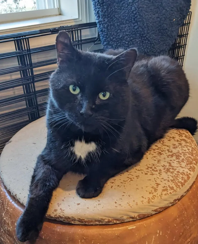 An adult extra large-sized male Black & White / Tuxedo Domestic Short Hair cat named Bagheera for adoption in Sussex, NJ