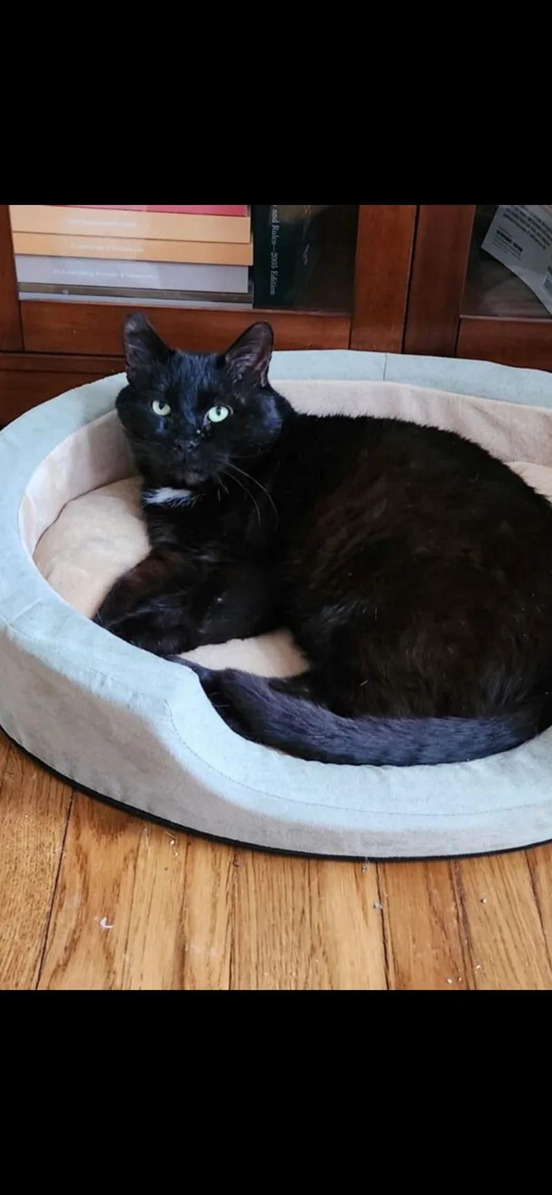 Bagheera thumbnail 3