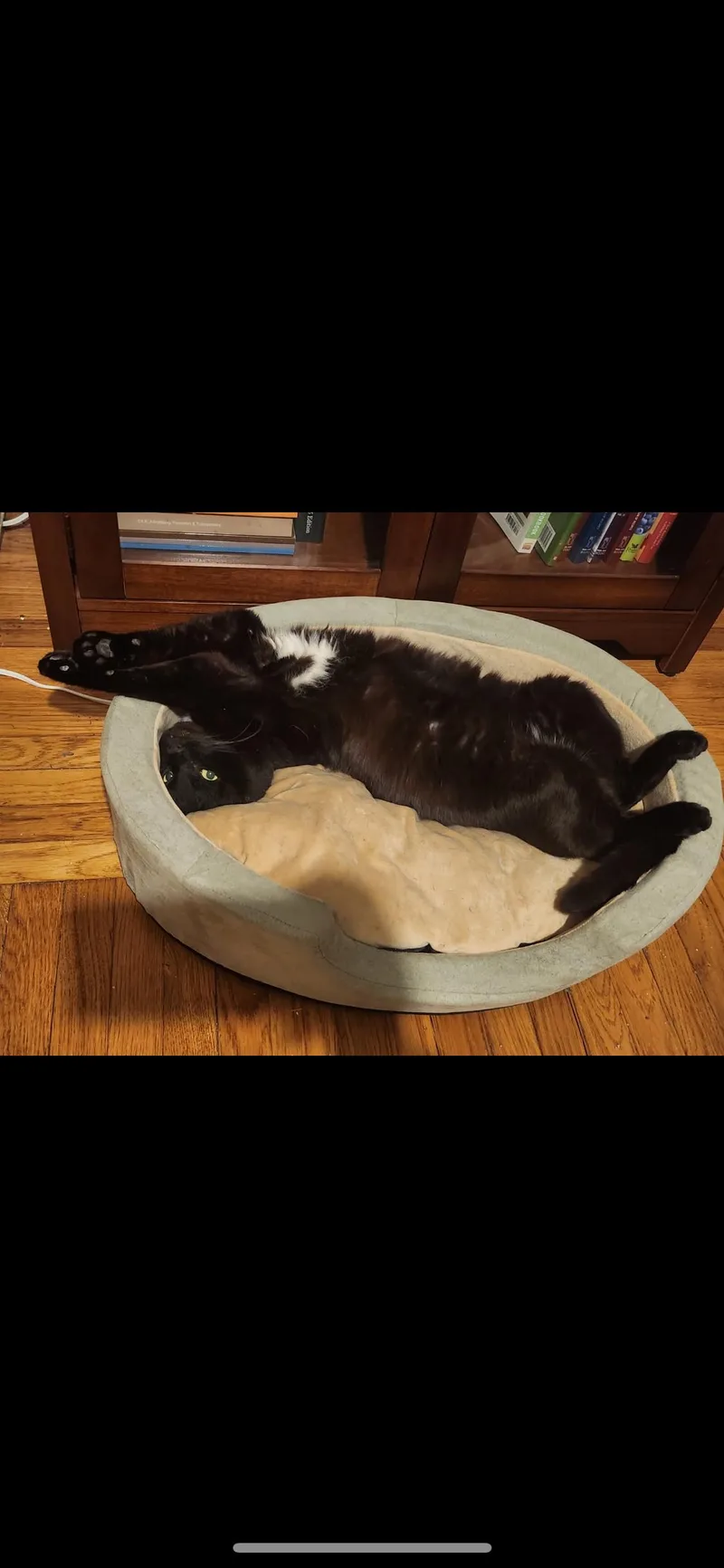 Bagheera thumbnail 4