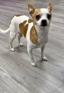 A young small-sized male White / Cream Chihuahua dog named Walter for adoption in Tifton, GA