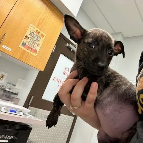 A baby small-sized female Brindle Chihuahua dog named Flamingo for adoption in Durango, CO