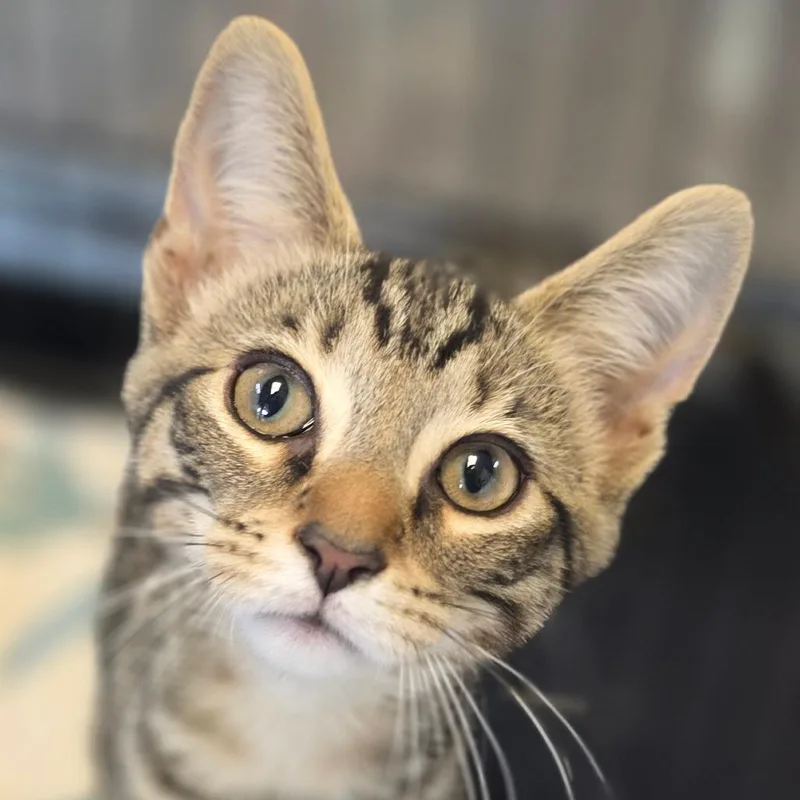 A baby small-sized male Brown / Chocolate Domestic Short Hair cat named Blueberry for adoption in Huntsville, AL