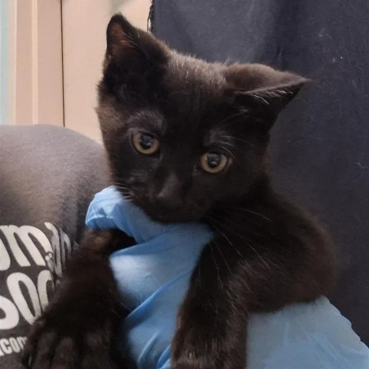A baby small-sized female Black Domestic Short Hair cat named Bikini for adoption in Tacoma, WA