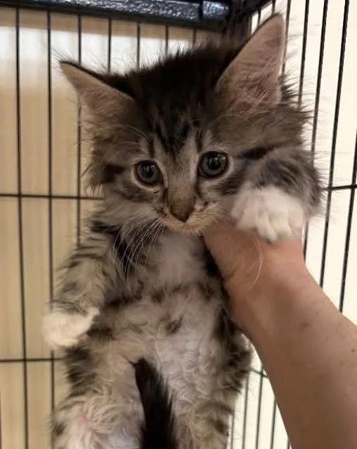 A baby small-sized female Tabby (Tiger Striped) Domestic Medium Hair cat named Stormfly for adoption in East Brunswick, NJ
