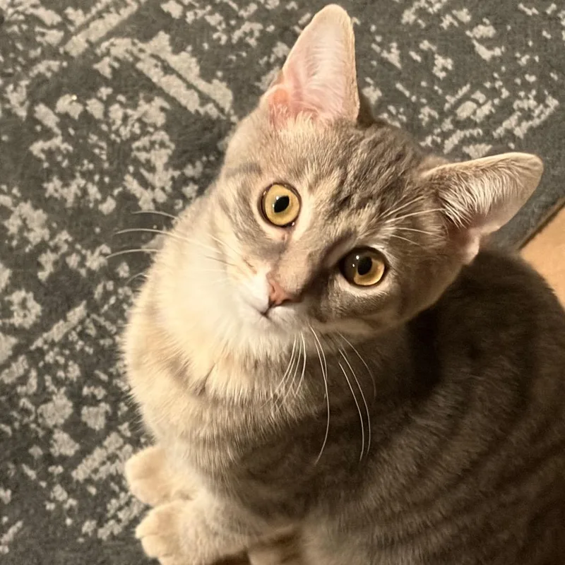A baby small-sized female Gray / Blue / Silver Domestic Short Hair cat named Snow White for adoption in Gibsonia, PA