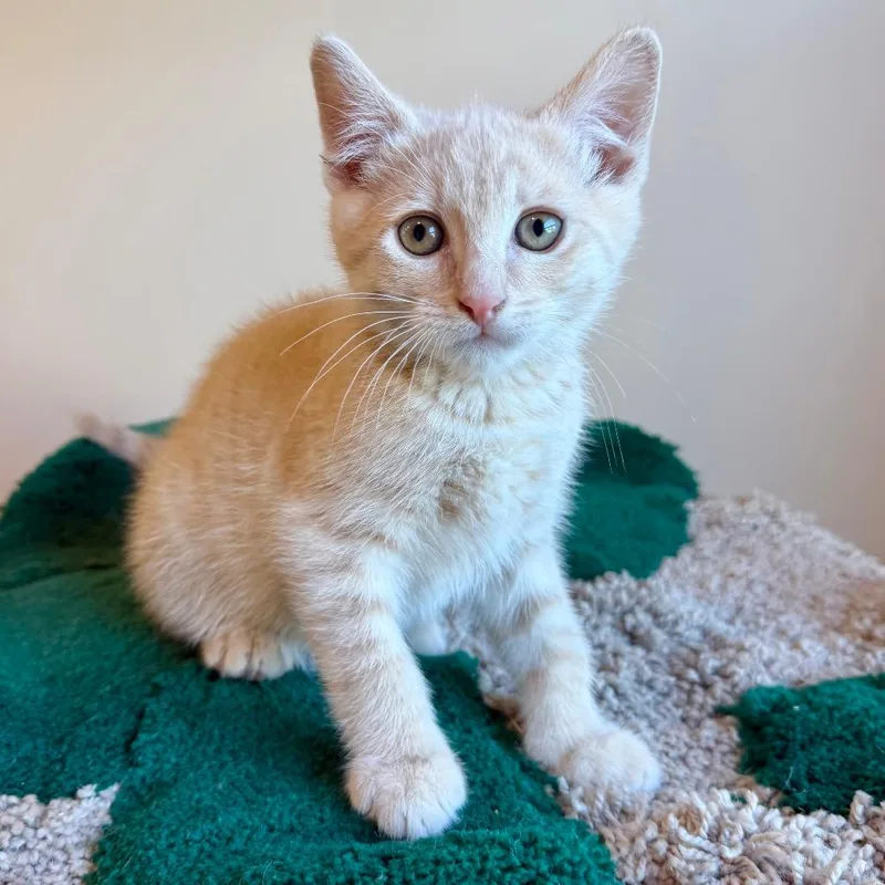 A baby small-sized male White Domestic Short Hair cat named Neptune for adoption in Agoura Hills, CA
