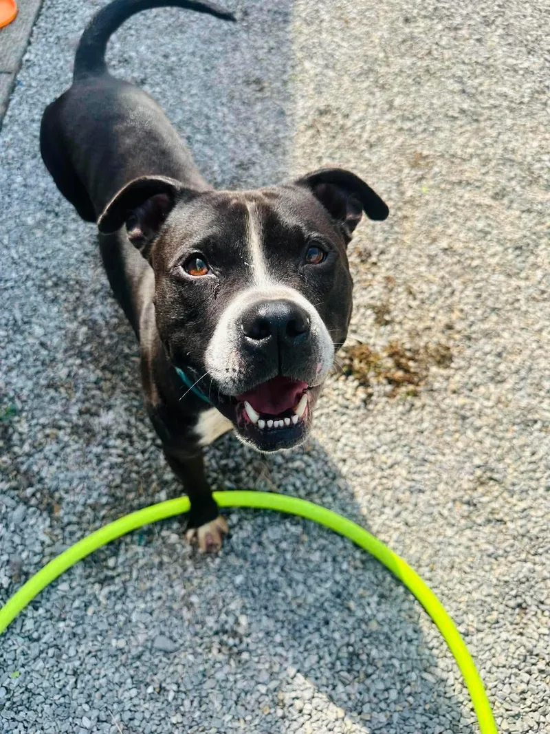 An adult medium-sized male Black Pit Bull Terrier dog named Elliot for adoption in Lancaster, KY