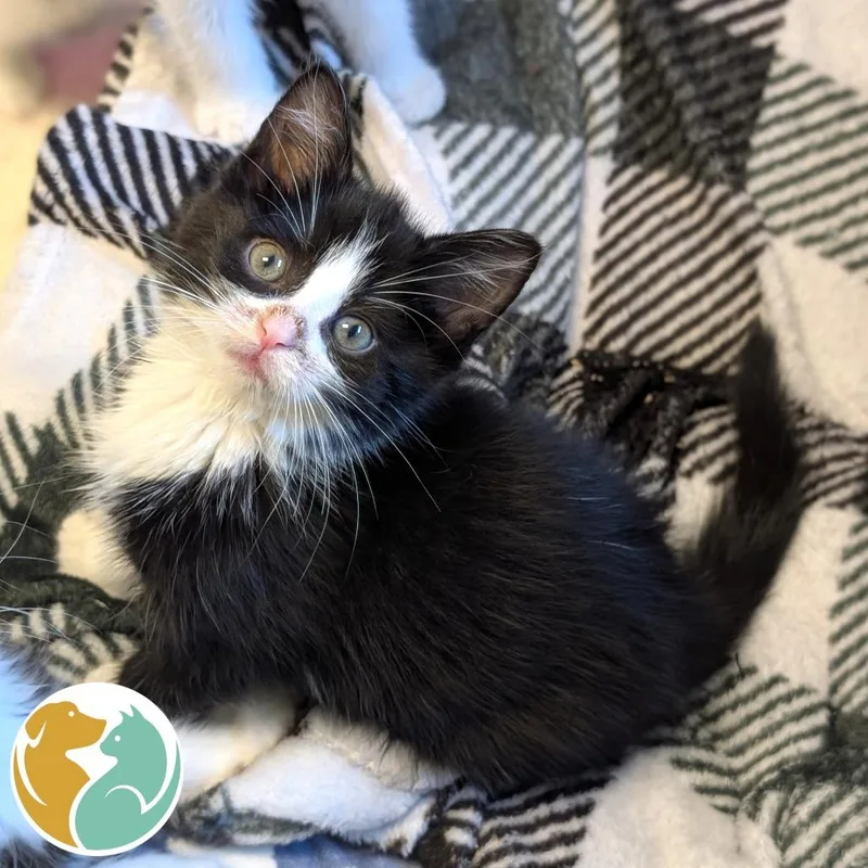 A baby small-sized female Black Domestic Short Hair cat named Pocket Square for adoption in Toledo, OH