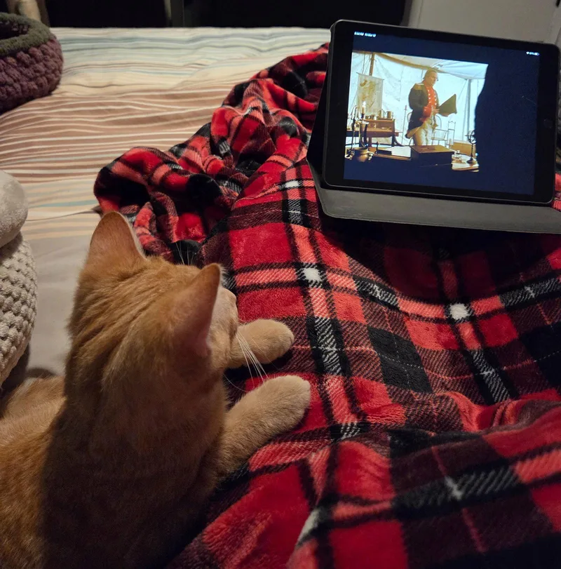 A young medium-sized male Tabby (Orange / Red) Tabby cat named Crumpetc for adoption in Greenville, DE
