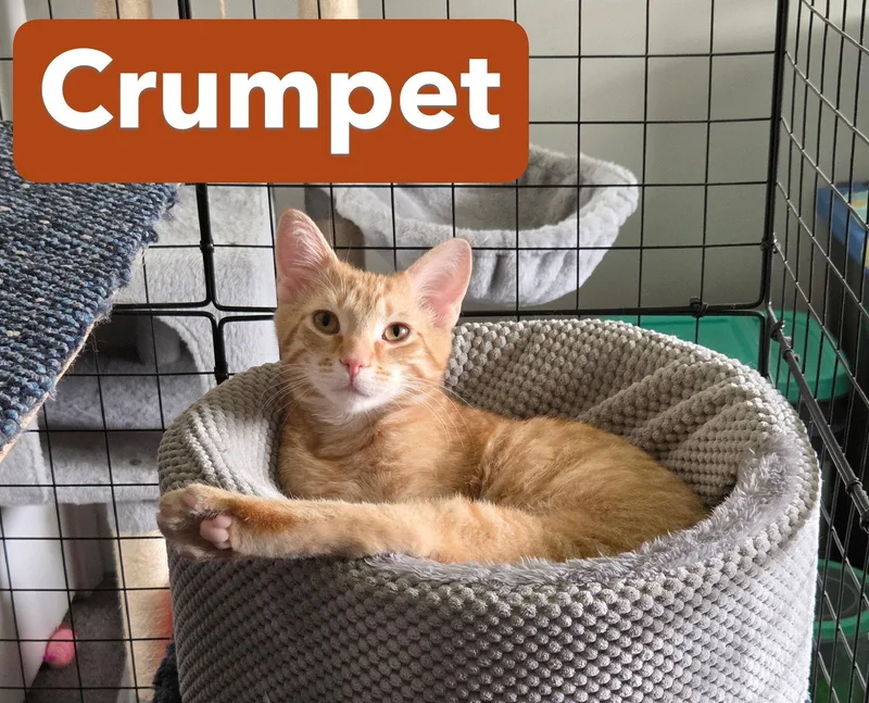 Crumpetc thumbnail 2