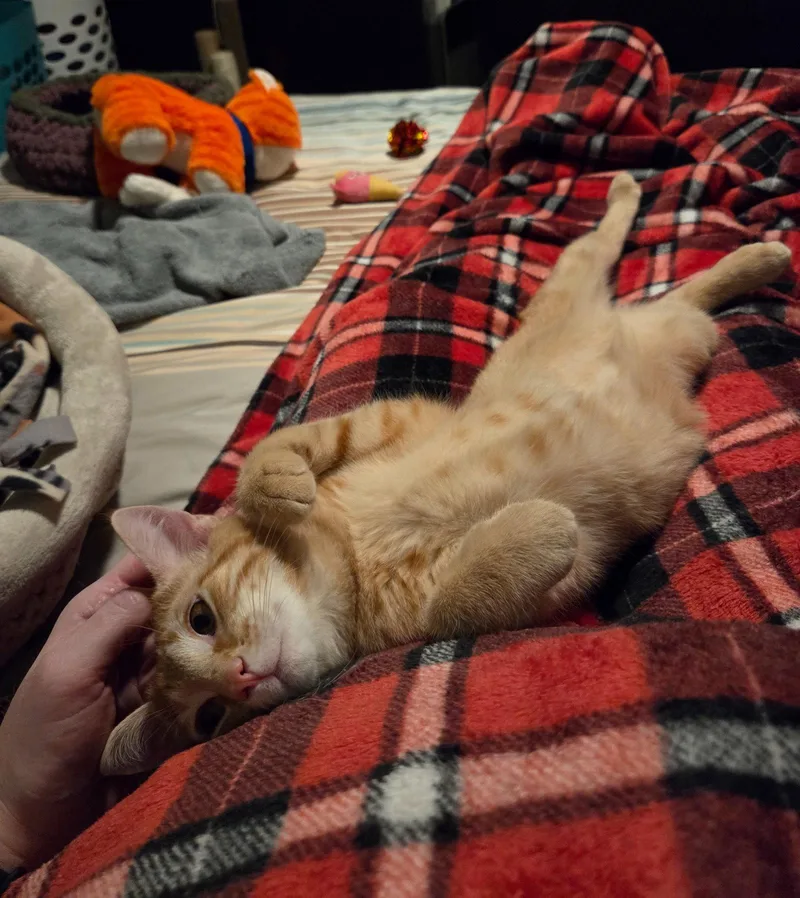 Crumpetc thumbnail 3