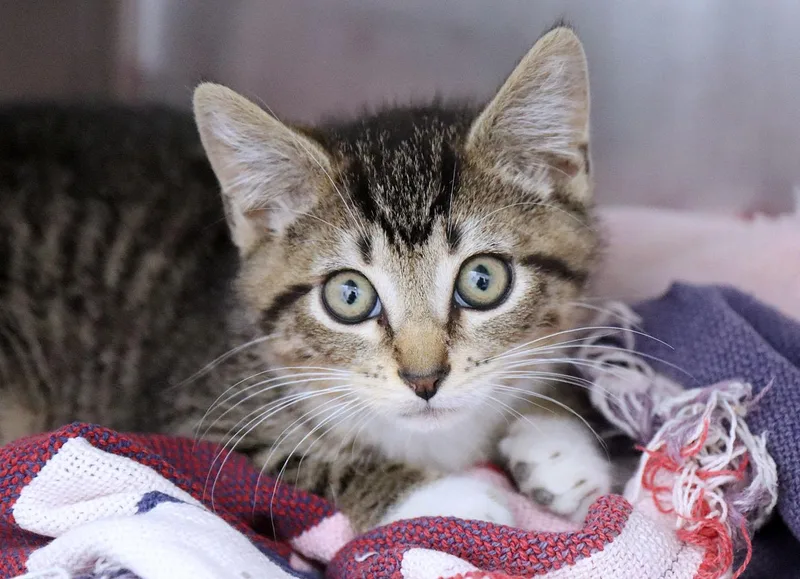 A baby medium-sized male Tabby (Gray / Blue / Silver) Domestic Short Hair cat named Sawyer for adoption in Kansas City, KS