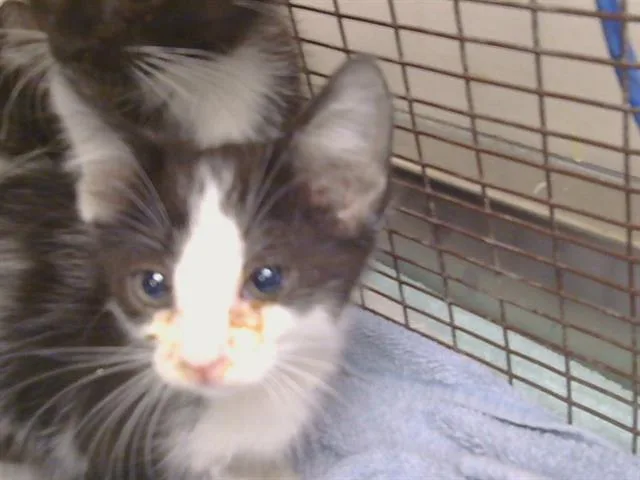 A baby small-sized female Domestic Short Hair cat named Panela for adoption in Sacramento, CA