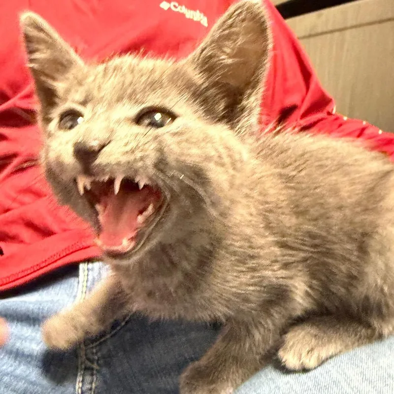 A baby small-sized male Gray / Blue / Silver Domestic Medium Hair cat named Prince for adoption in Lake Jackson, TX
