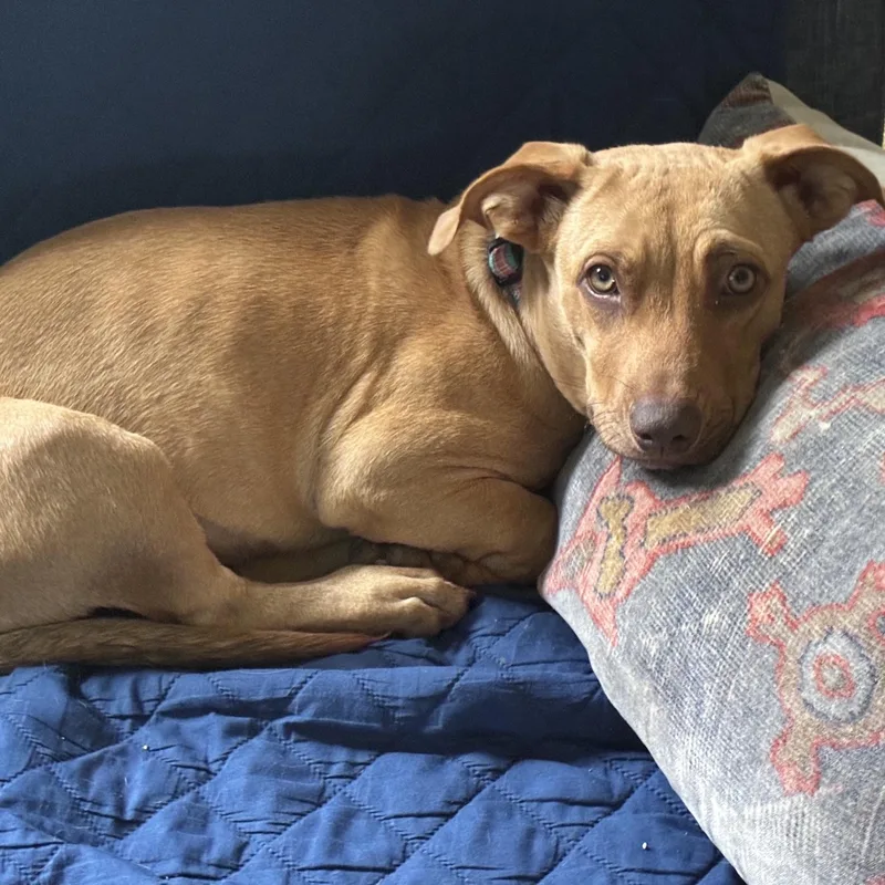 A baby medium-sized female Golden Mixed Breed dog named Suki for adoption in Prior Lake, MN