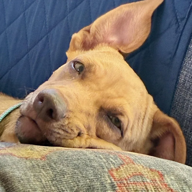 Suki thumbnail 3