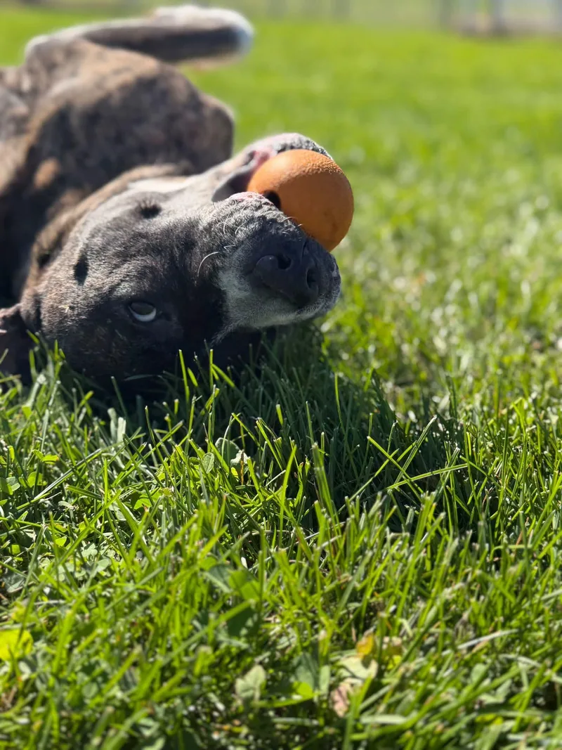 A senior medium-sized male Pit Bull Terrier dog named Bogart for adoption in Sturgis, MI