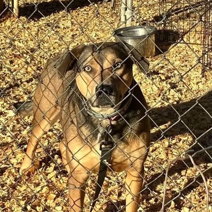 An adult large-sized male Pit Bull Terrier dog named Martin for adoption in Corydon, IN