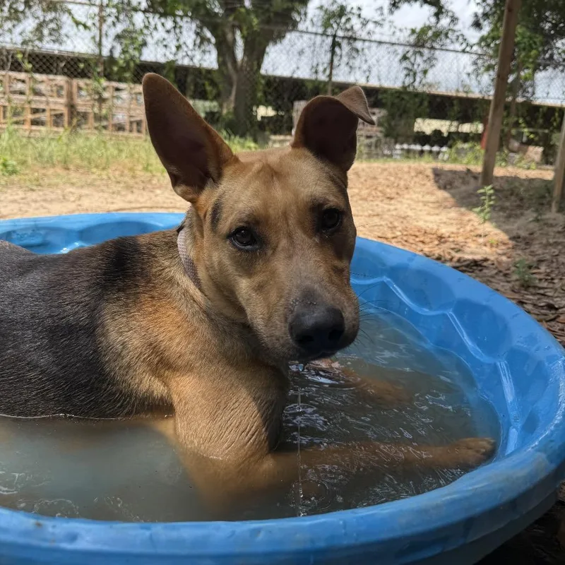 A young medium-sized female Brown / Chocolate Mixed Breed dog named Corsica for adoption in Pensacola, FL