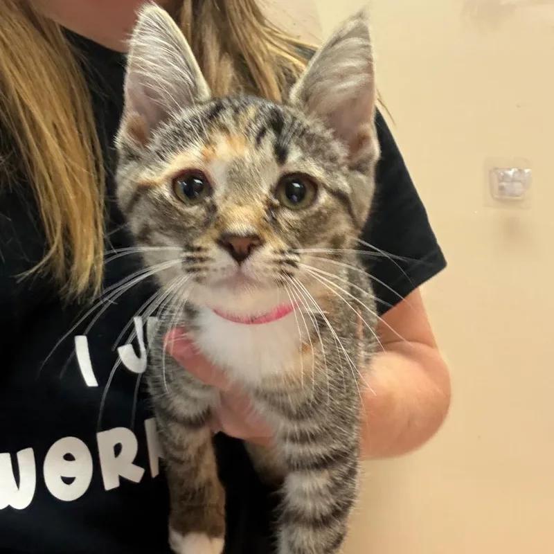 A baby small-sized female Brown / Chocolate Domestic Short Hair cat named Teacup for adoption in Beckley, WV