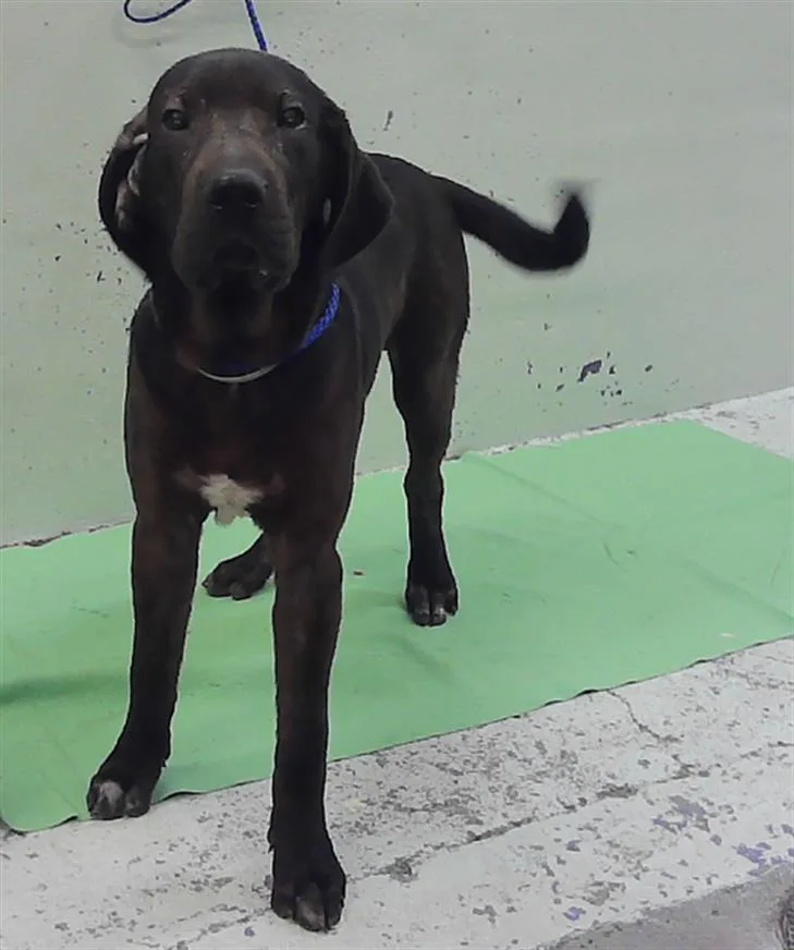 A young medium-sized male Labrador Retriever dog named Daffy for adoption in Houston, TX