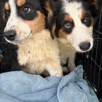 A baby medium-sized female Australian Shepherd dog named Panda for adoption in Monticello, NY