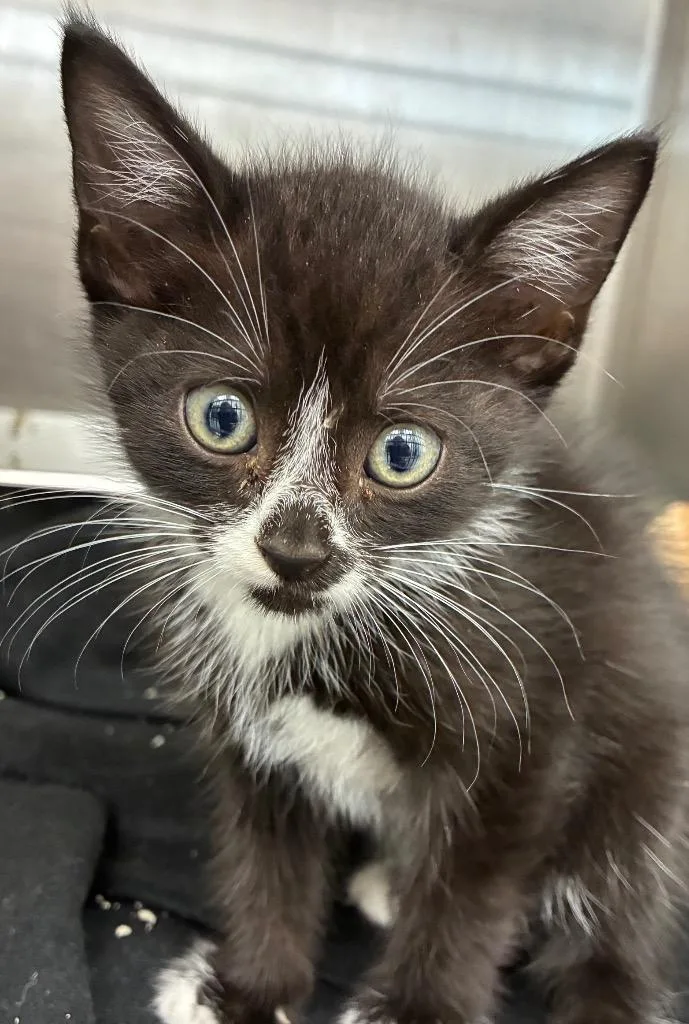 A baby small-sized male Domestic Short Hair cat named Wilbur for adoption in Hartsville, SC