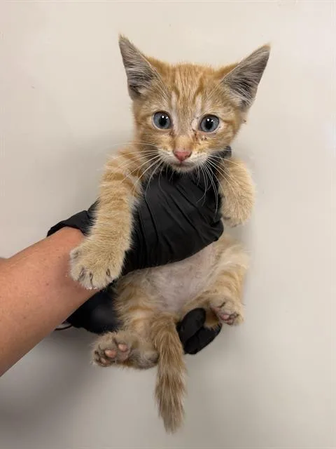 A baby medium-sized male Domestic Short Hair cat named Oj for adoption in Ontario, CA