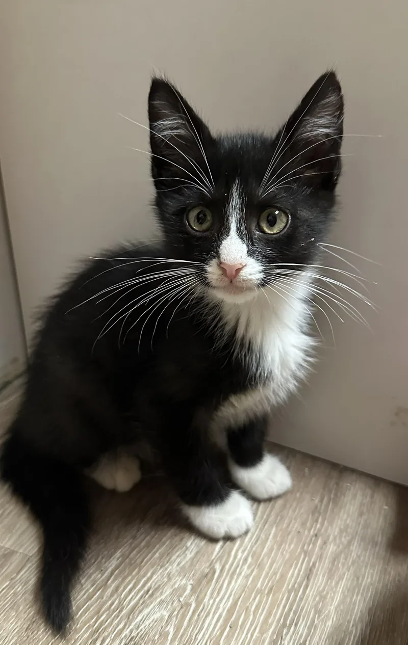 A baby medium-sized female Black & White / Tuxedo Domestic Short Hair cat named Dolly for adoption in Wayne, NJ
