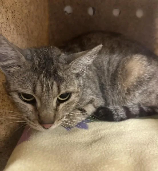 A young large-sized female Domestic Short Hair cat named Bonnie for adoption in San Pedro, CA