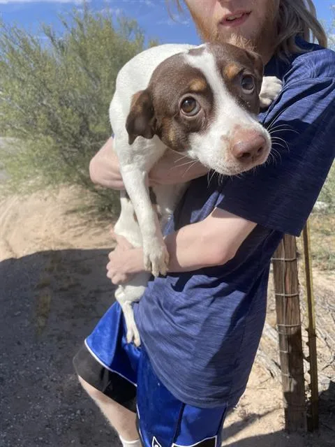 A young medium-sized female Terrier dog named Rosie for adoption in Tucson, AZ