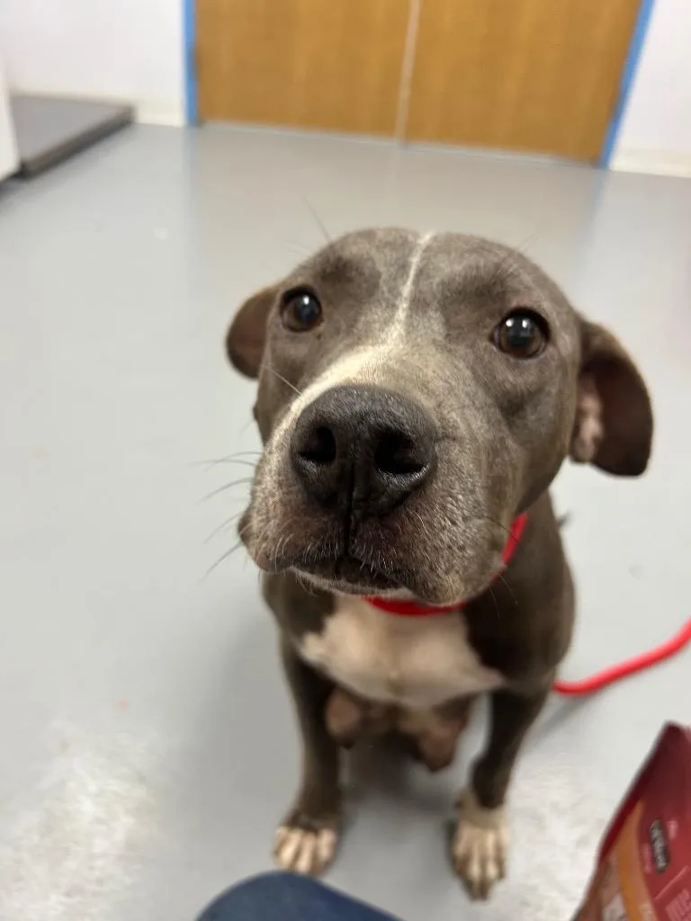 An adult medium-sized female Pit Bull Terrier dog named Gloria for adoption in Hartsville, SC