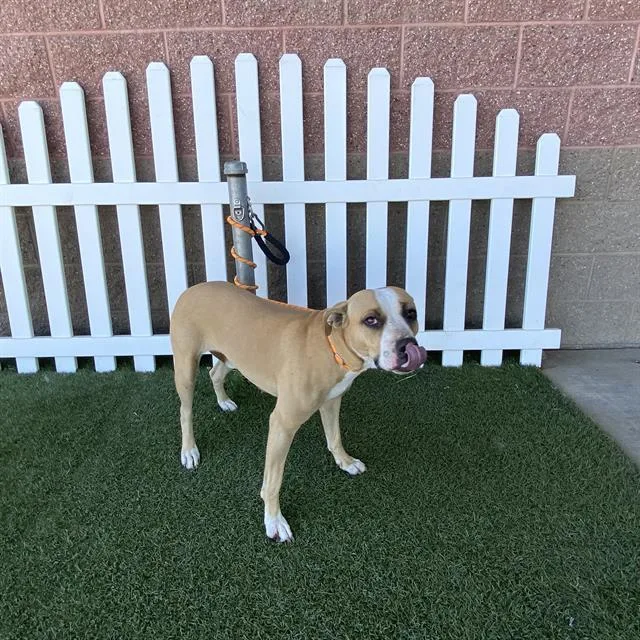 A young large-sized female Pit Bull Terrier dog named Kimmy for adoption in Modesto, CA