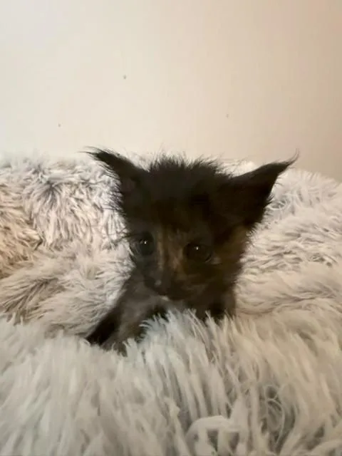 A baby small-sized female Brown / Chocolate Tortoiseshell cat named Allie for adoption in Paulina, LA