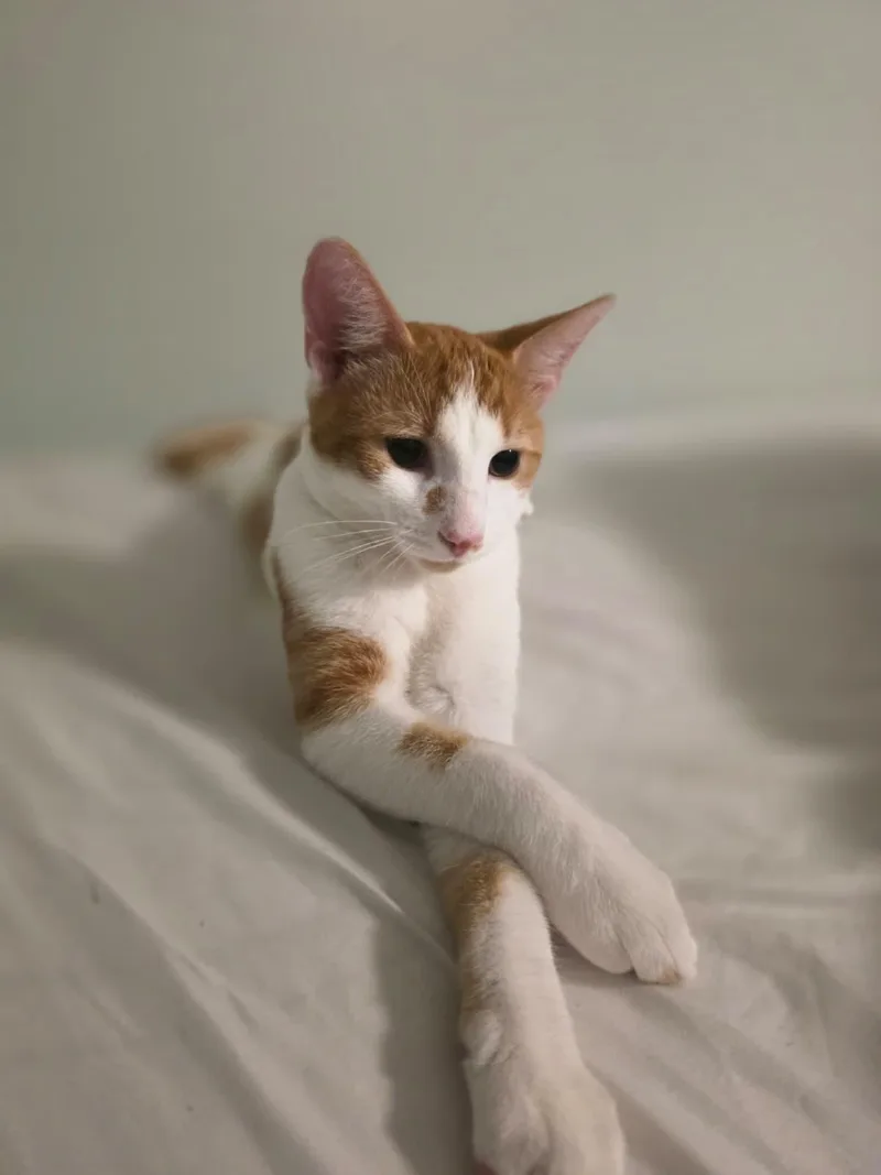 A young medium-sized male Orange & White American Shorthair cat named Goose for adoption in Fredericksburg, VA