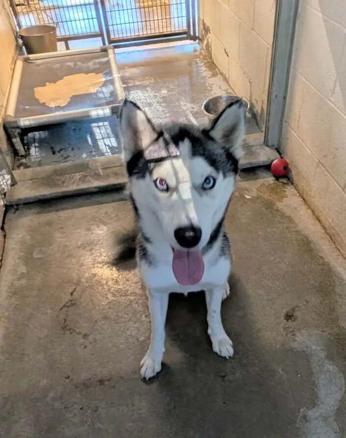 A young medium-sized male Gray / Blue / Silver Husky dog named Simon for adoption in New Lexington, OH