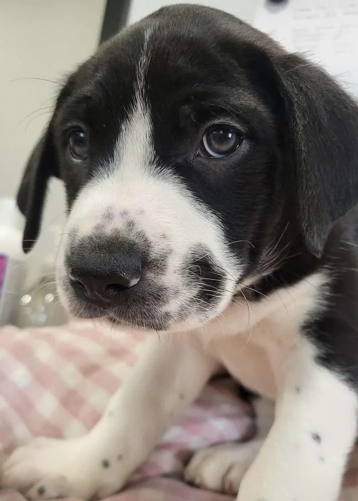 Long Johns thumbnail 4