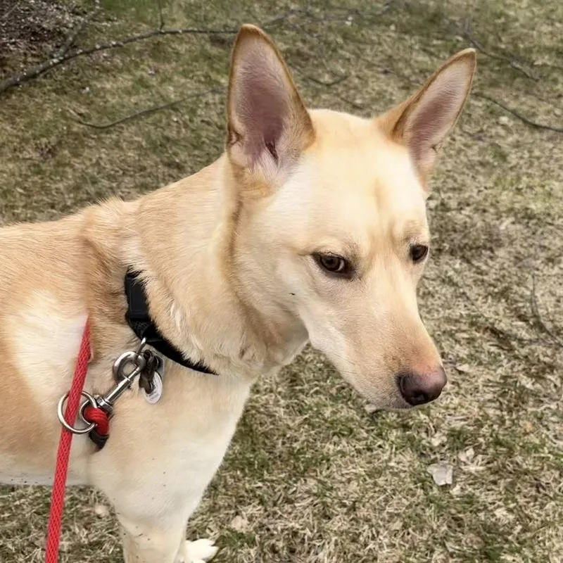 An adult medium-sized male White / Cream Mixed Breed dog named Otis for adoption in Grand Rapids, MI