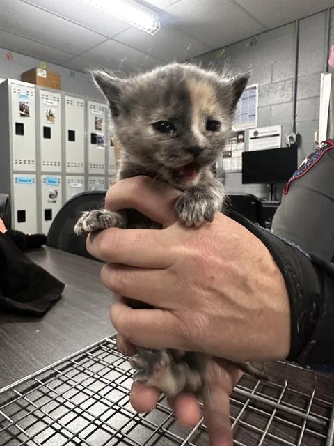 A baby small-sized female Domestic Short Hair cat named Daisy for adoption in Casper, WY