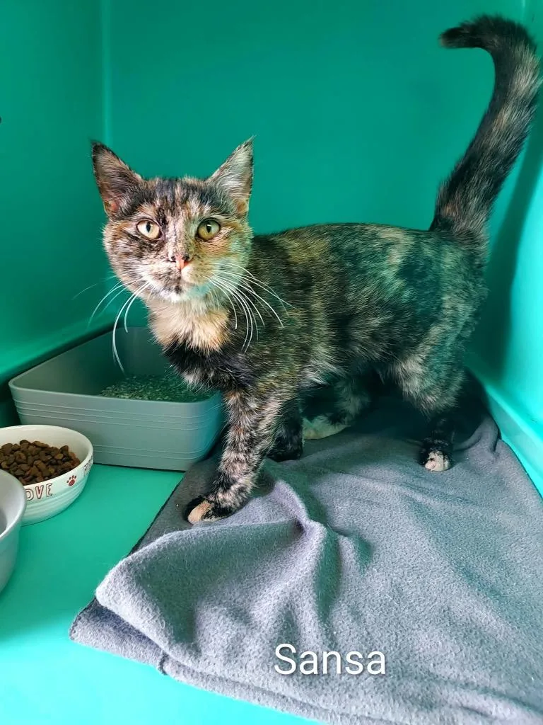 A young small-sized female Domestic Short Hair cat named Sansa for adoption in Pine Grove, PA