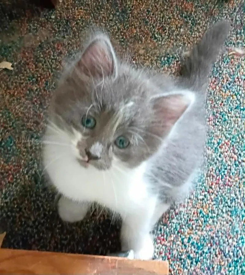 Paxton