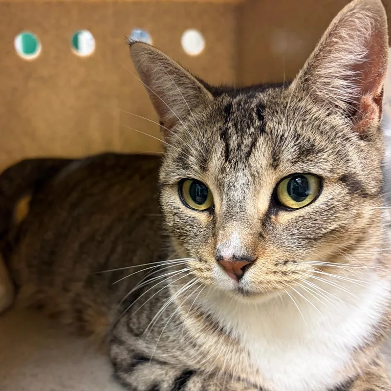 An adult large-sized female Brown / Chocolate Domestic Short Hair cat named Brown Sugar for adoption in Reno, NV