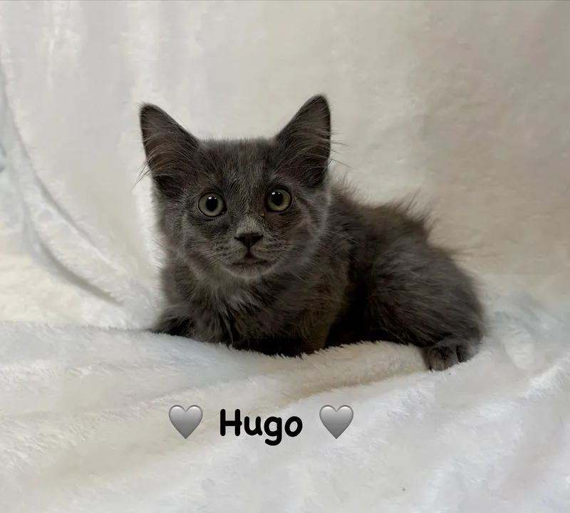 A baby medium-sized male Domestic Long Hair cat named Hugo for adoption in Copley, OH