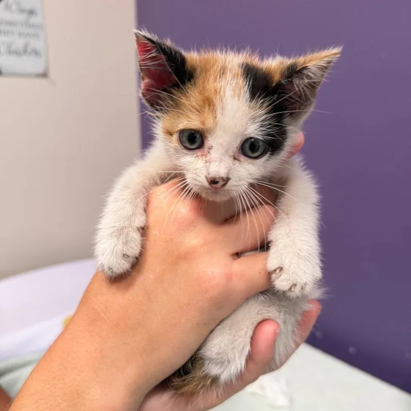 A baby small-sized female Calico Domestic Short Hair cat named Casey for adoption in Englewood, FL