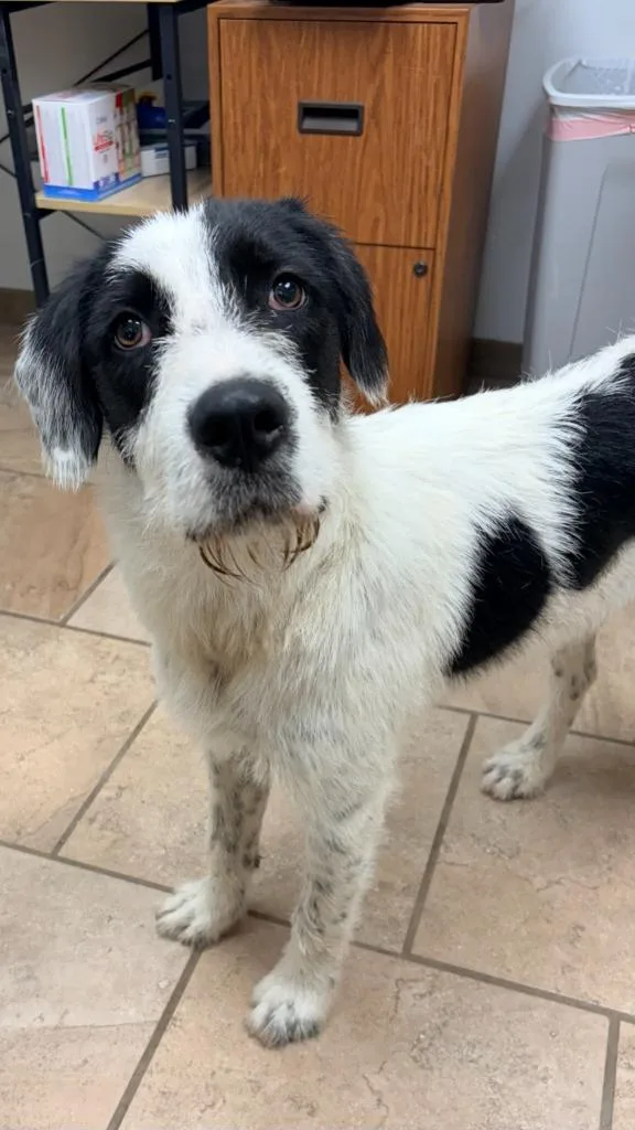 A young medium-sized male German Wirehaired Pointer dog named Charles for adoption in Batesville, AR