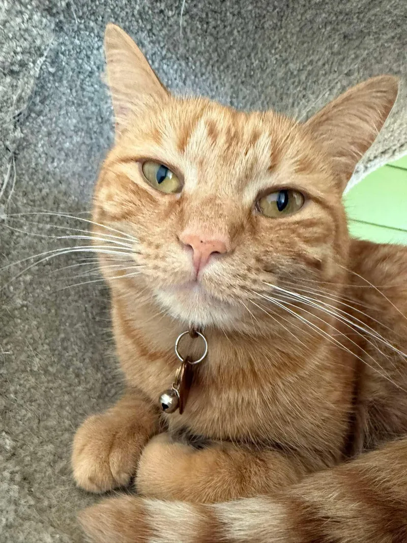 A young medium-sized female Orange / Red Domestic Short Hair cat named Poppy for adoption in Scottsdale, AZ