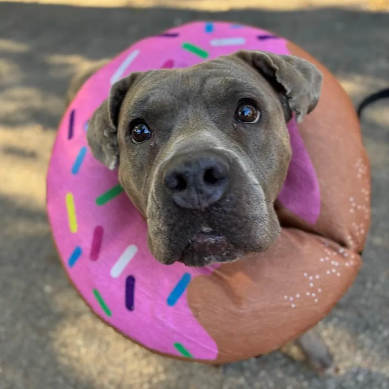 An adult medium-sized female Gray / Blue / Silver American Staffordshire Terrier dog named Sasha for adoption in Providence, RI