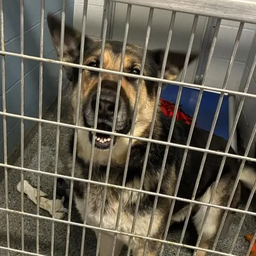 A senior large-sized male Black Mixed Breed dog named Chase for adoption in Jeffersonville, IN