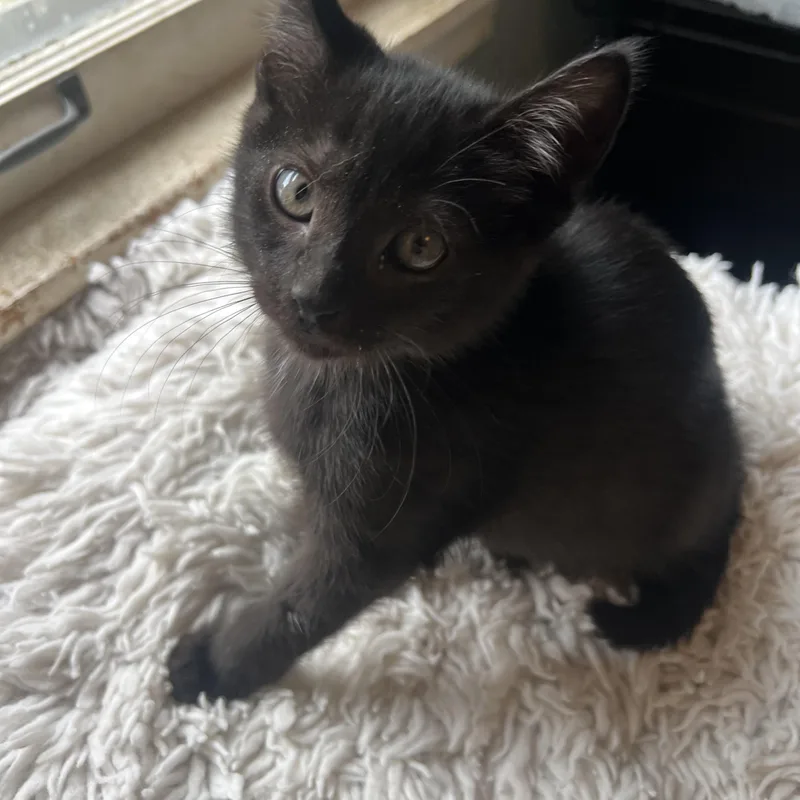 A baby medium-sized male Domestic Long Hair cat named Andy for adoption in Racine, WI